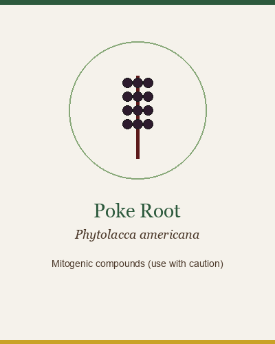 Poke Root