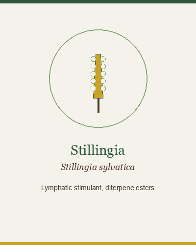 Stillingia